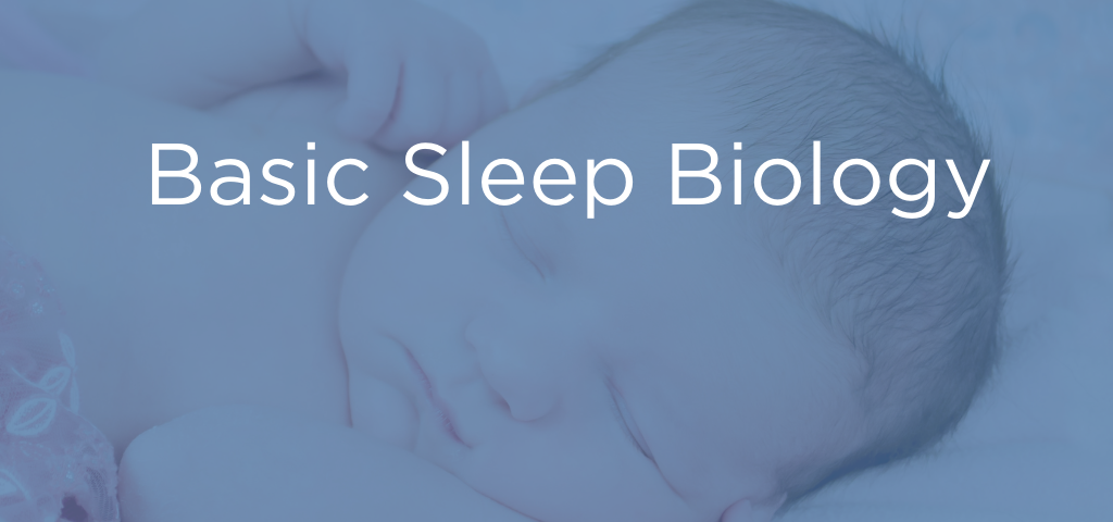 Header Basic Sleep Biology